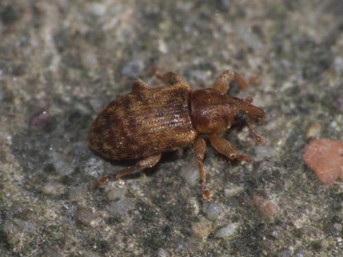 Réf. 224 851 : Dorytomus sp.